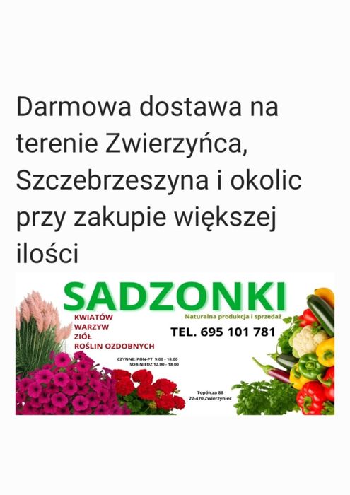 Wyprzedaż! Chryzantemy drobnokwiatowe kompozycje10-15zł