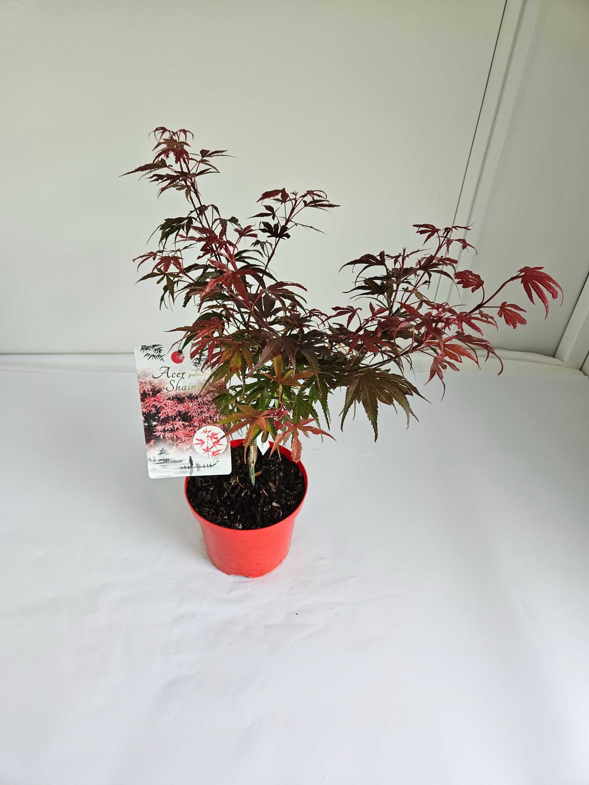 Klon palmowy 'Shaina' (Acer palmatum 'Shaina')