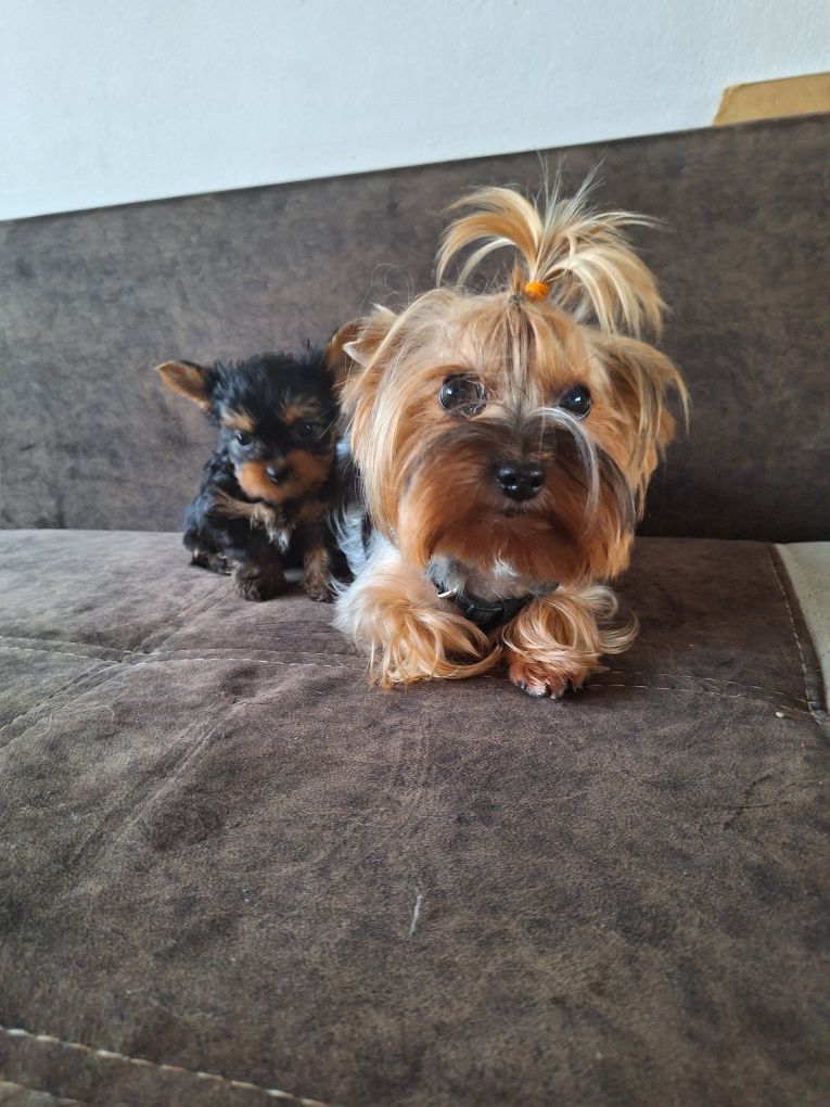 Yorkshire terrier piesek 2