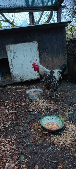 Продам молодого півника віком 4 місяці