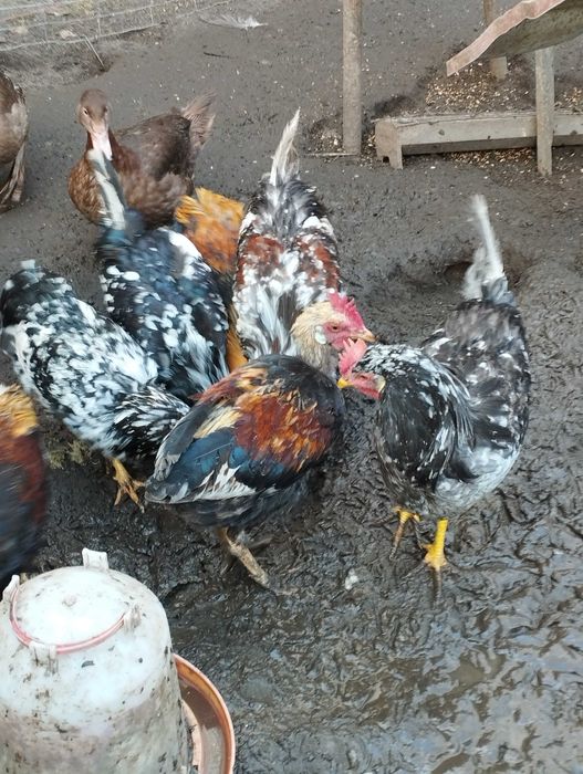 koguty 2025 włoszka Orange, kwiat szwedzki