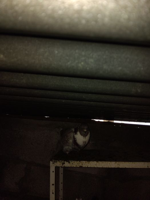 Vendo casal de pombos gigantes