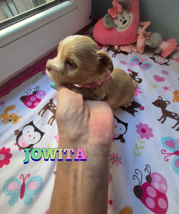 Suczka golddust choco (gen merle) ZAREZERWOWANA