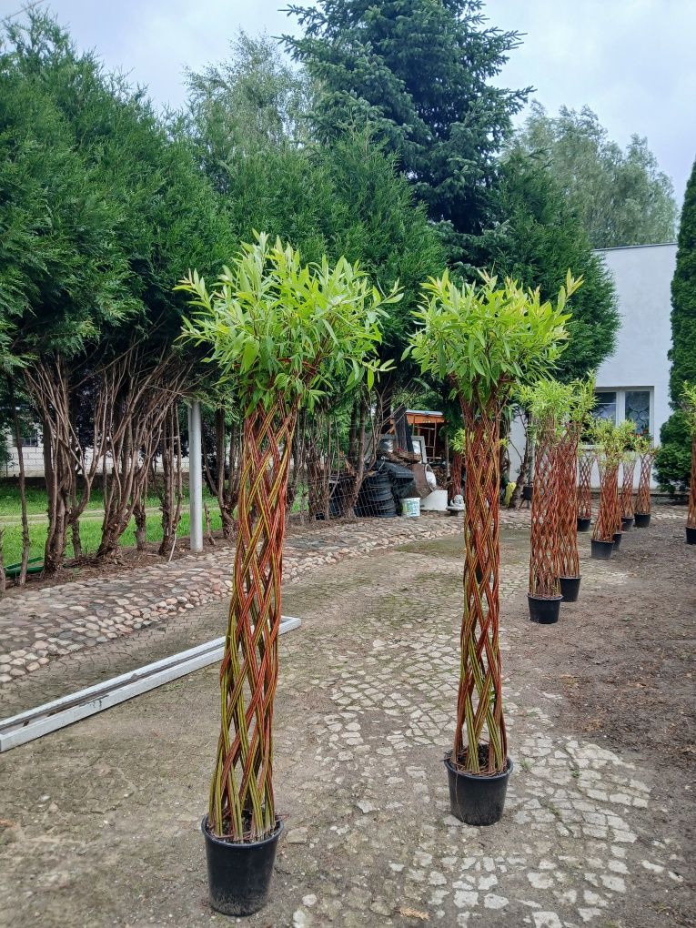 Wierzba pleciona