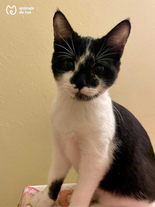 Ziggy | Para Adoção