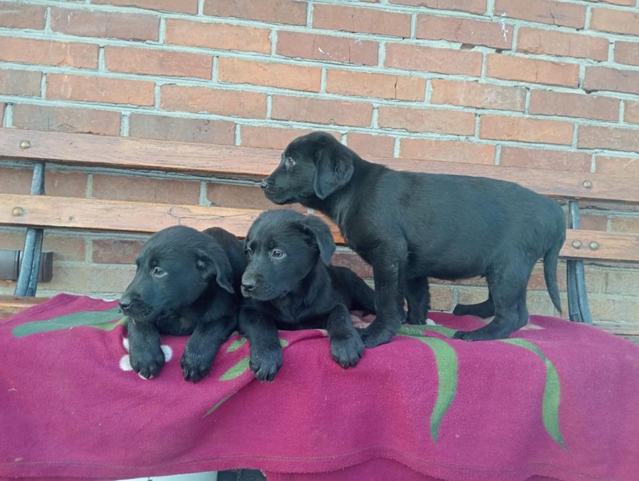 Szczeniaki Labrador Retriever