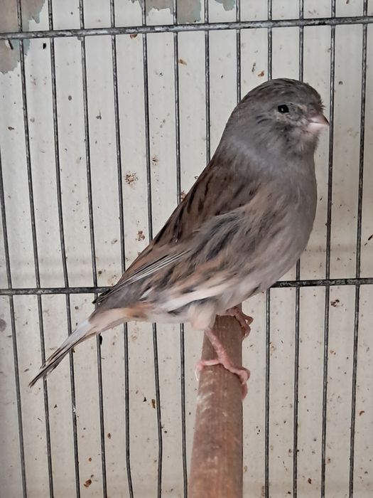 Canários asas cinza