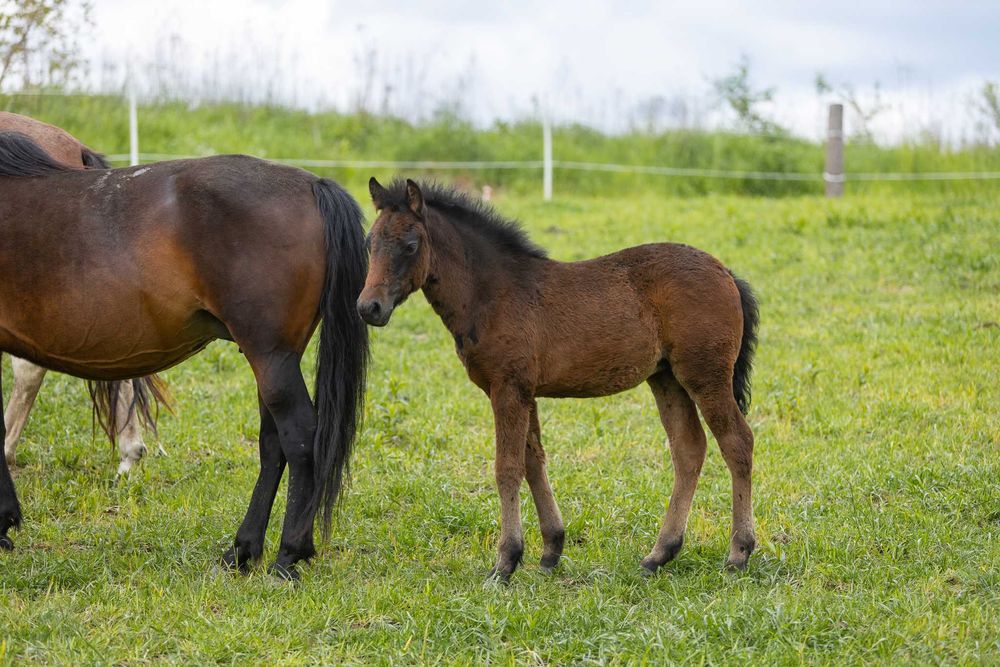 Klacz huculska 2025, hucuł, kuc.