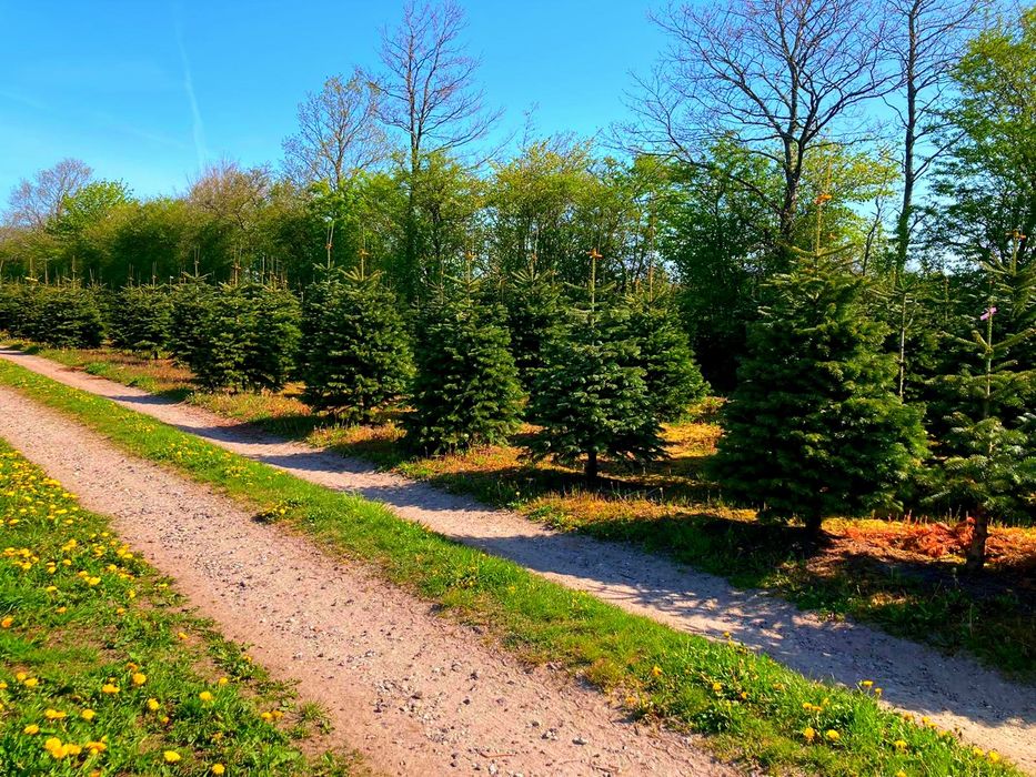 Jodła Kaukaska plantacja Dania