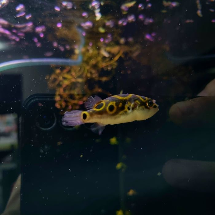 Kolcobrzuch dwuplamy/ Kolcobrzuch z ósemką (Tetraodon biocellatus)