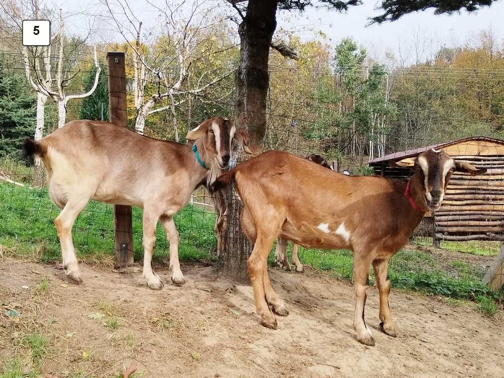 koza kózka częściowo anglonubijska AN