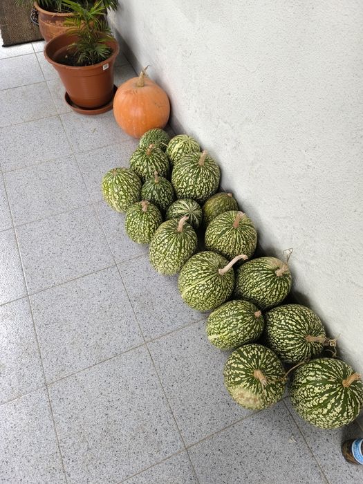 Gilas/xilas 100% biológicas