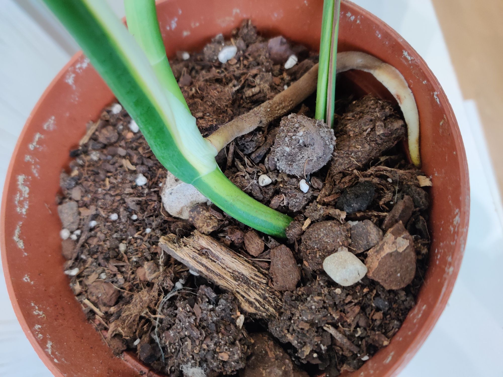 Monstera aurea..