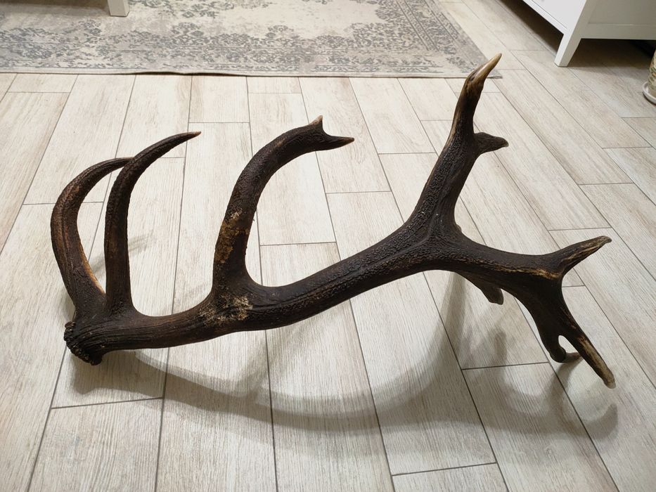 Роги оленячі 2025 року