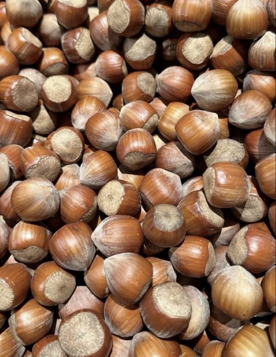 Горіх фундук, прекрасноі якості , нового урожаю. СортБарселонський .