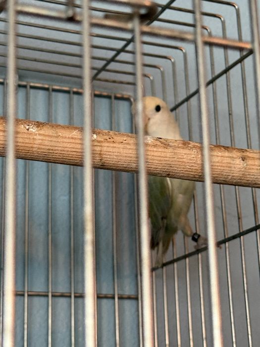 Agapornis macho com gaiola