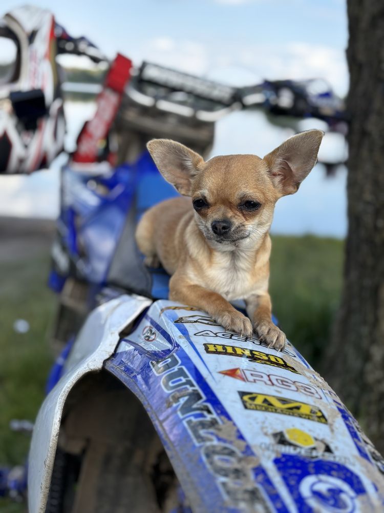 Piesek Chihuahua
