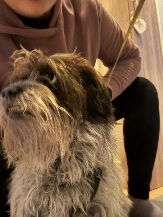 Sunia w typie Shih Tsu ,szuka domu.