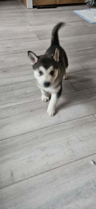 Piesek Siberian Husky