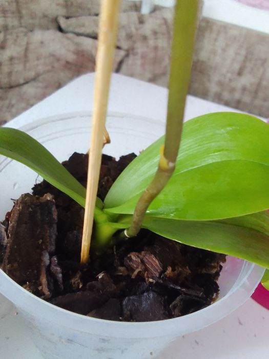 Продам орхидею из домашней коллекции.