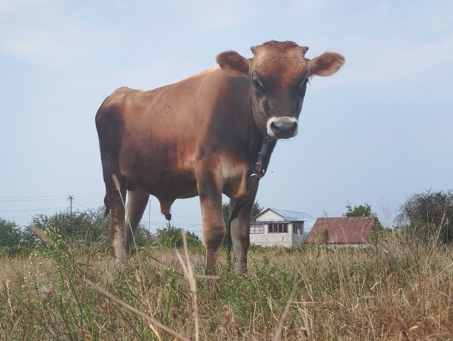 Бичок джерсейської породи