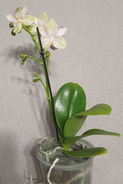 Орхідея метелик Мохіто