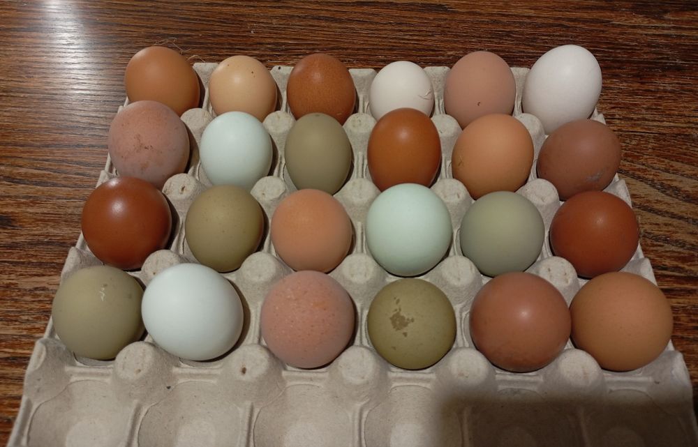 Jaja lęgowe, kolorowe jaja