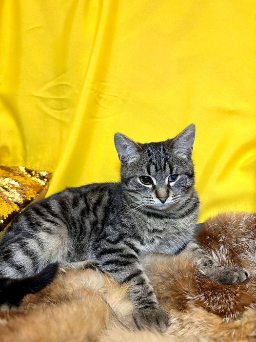 Кот котенок 5 месяцев без глаза