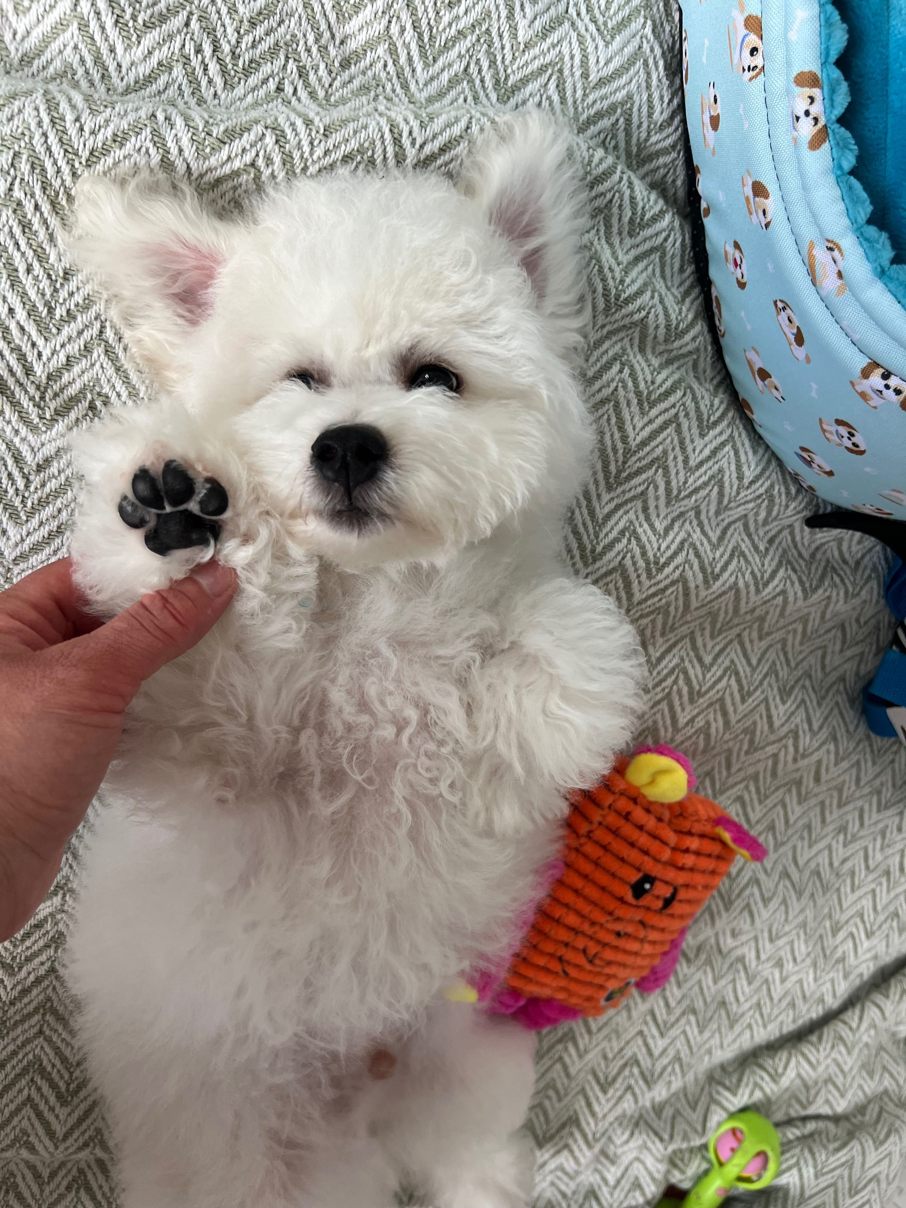 Szczeniak bichon zkwp badania