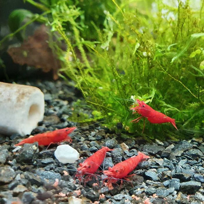 Krewetki Neocaridina Red Sakura WYSYŁKA do akwarium