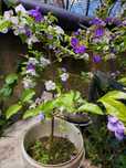 Plantas sicas e arvore de flores de cheiro