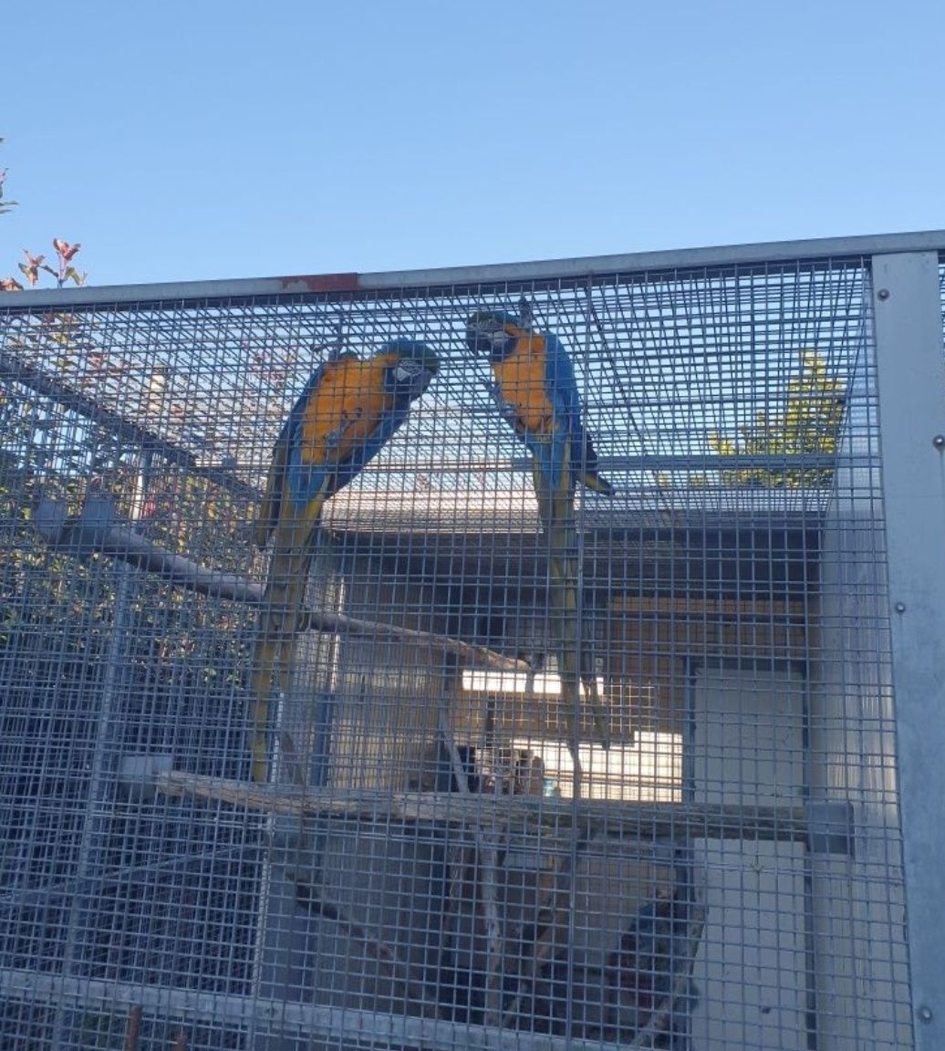 Arara ararauna macho de 2012