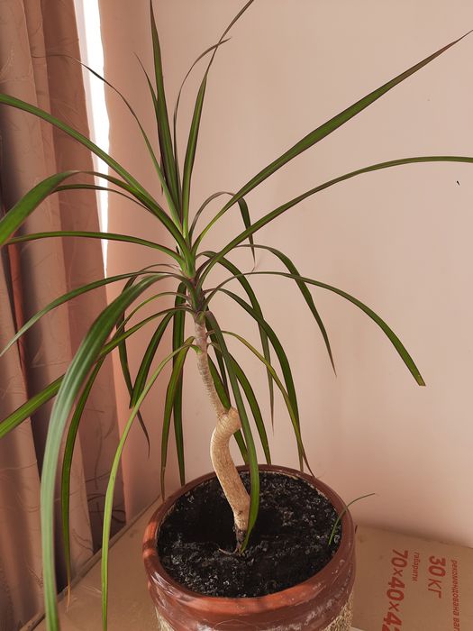 Юка 70см , фінікова пальма , драцена  .