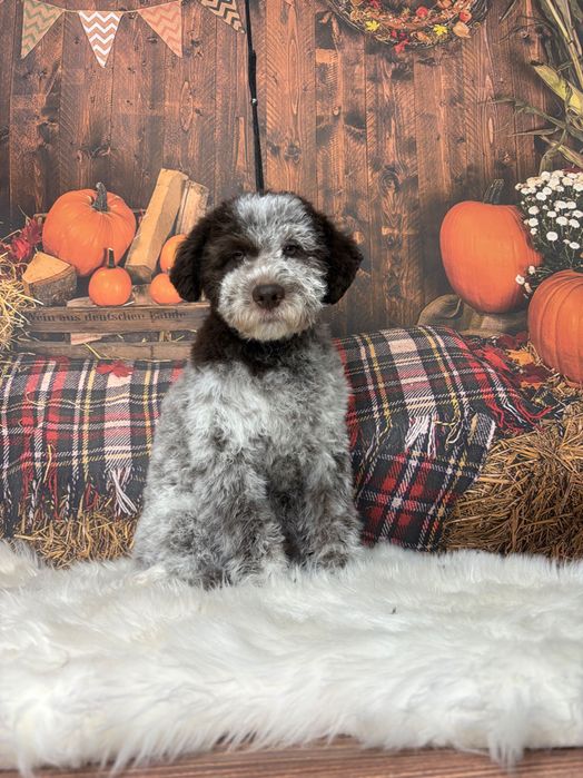 Lagotto Romagnolo ZKwP FCI szczenięta
