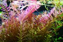 Rotala Rotundifolia  Red t roślina akwariowa 10 szt