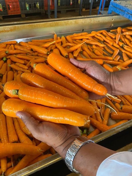 Cenouras big bag 1000kgs