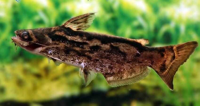 Trachelyopterus fisheri - Sumik - Sum - dowozimy, wysyłamy