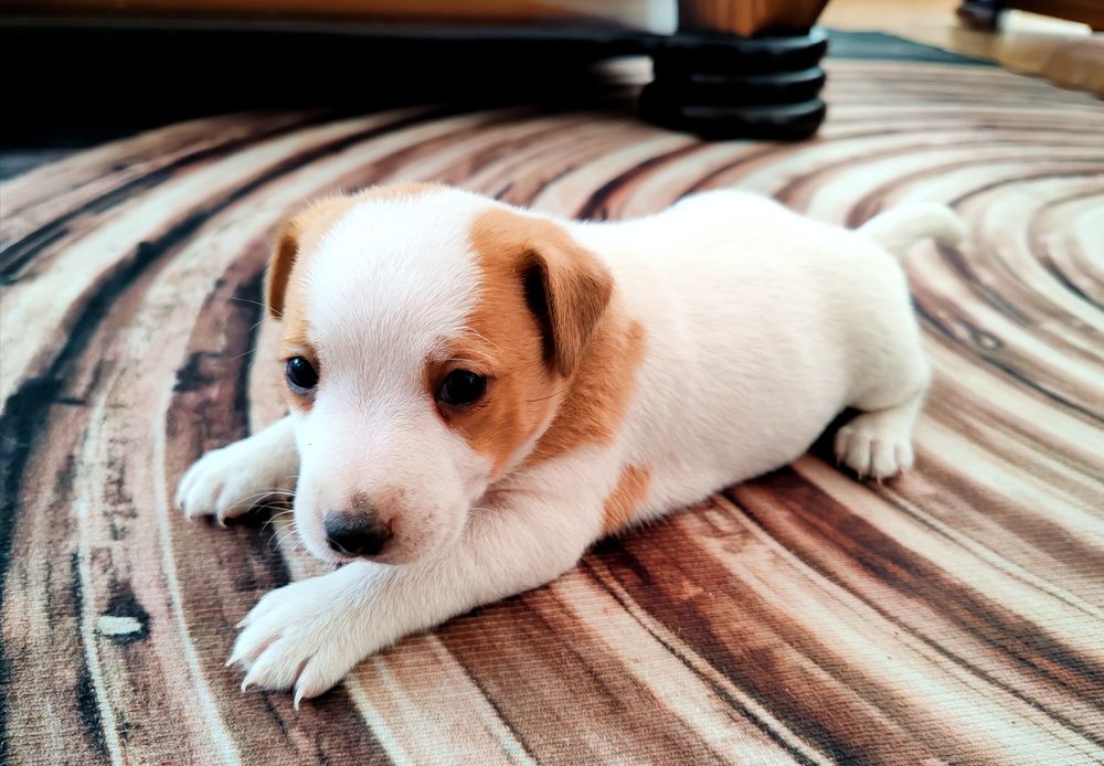 Jack Rusell Terrier szczeniak suczka