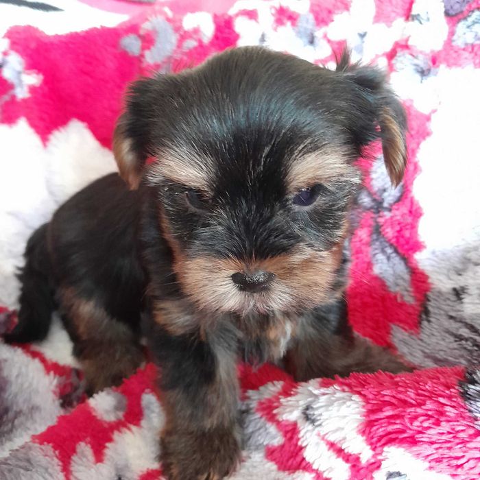 Suczka York Terrier