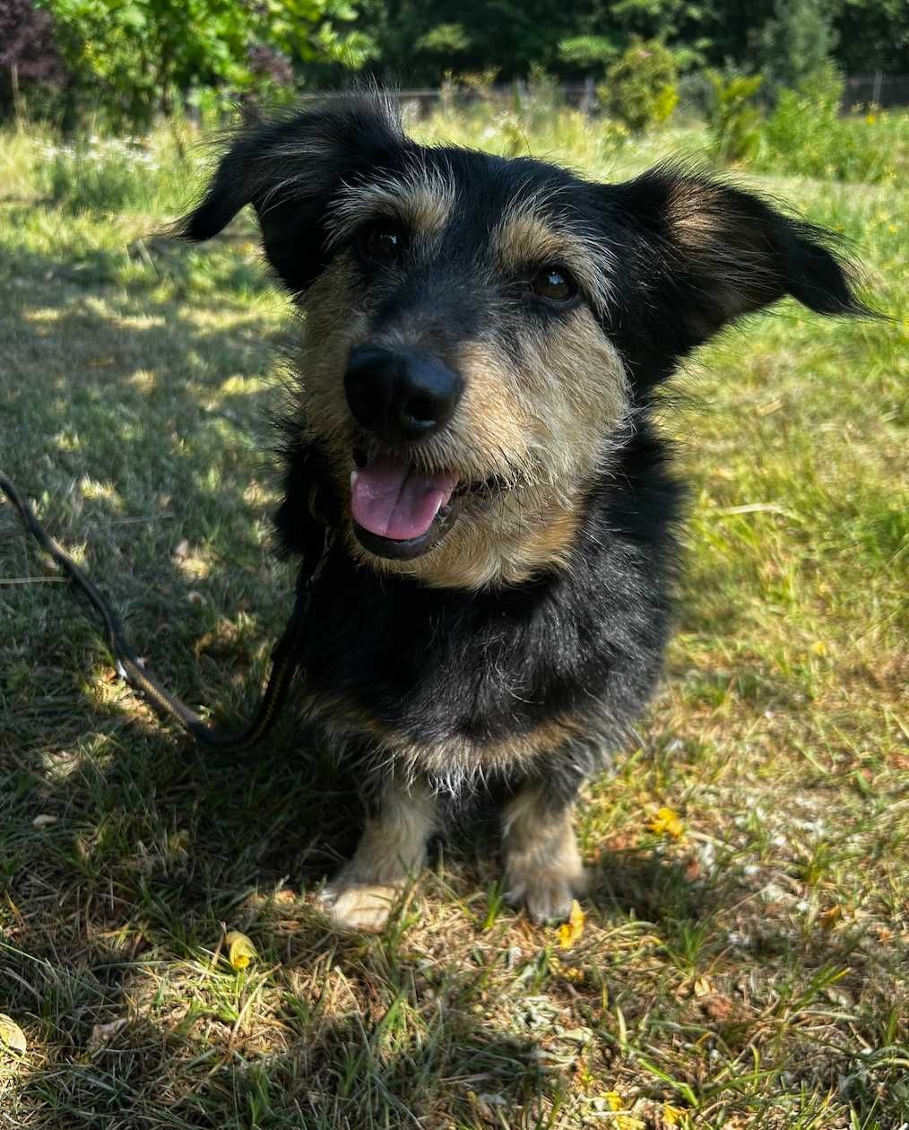 Suczka do adopcji FRUZIA