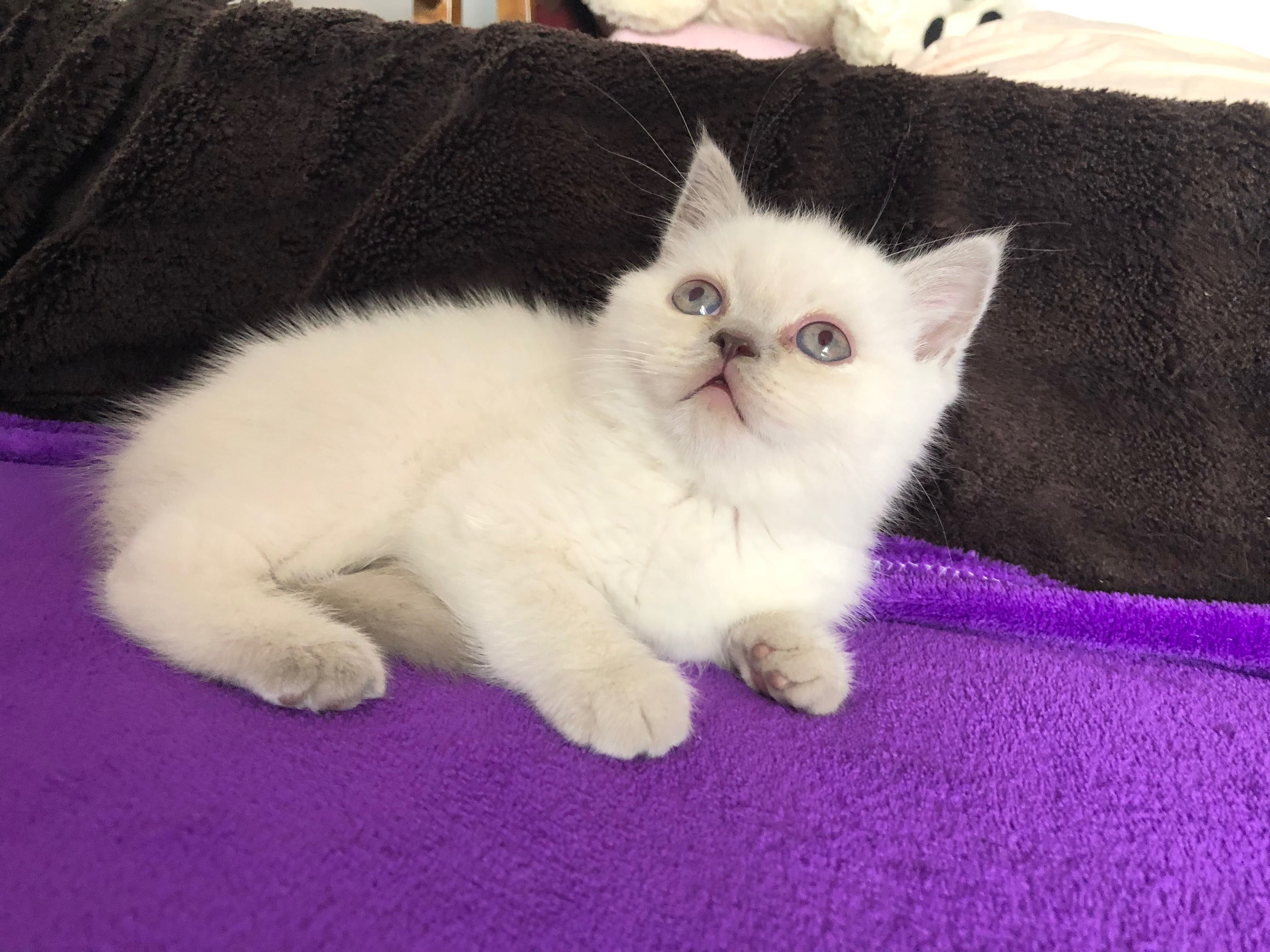 Macho Scottish Straight Lilac Point