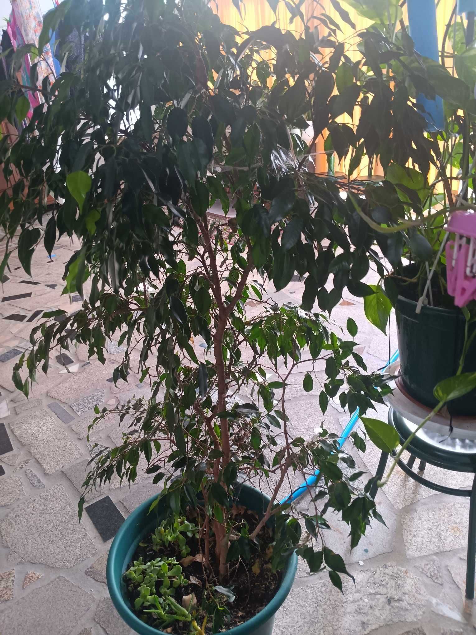 Vendo bonsai 50€