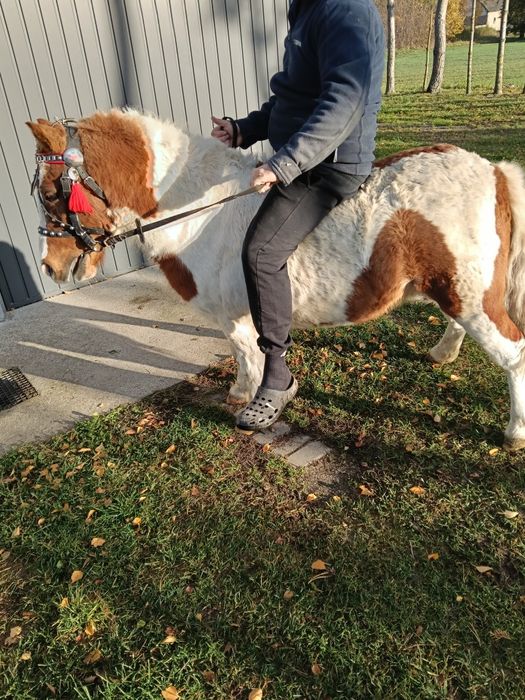 Kucyk  kucyki grzeczne