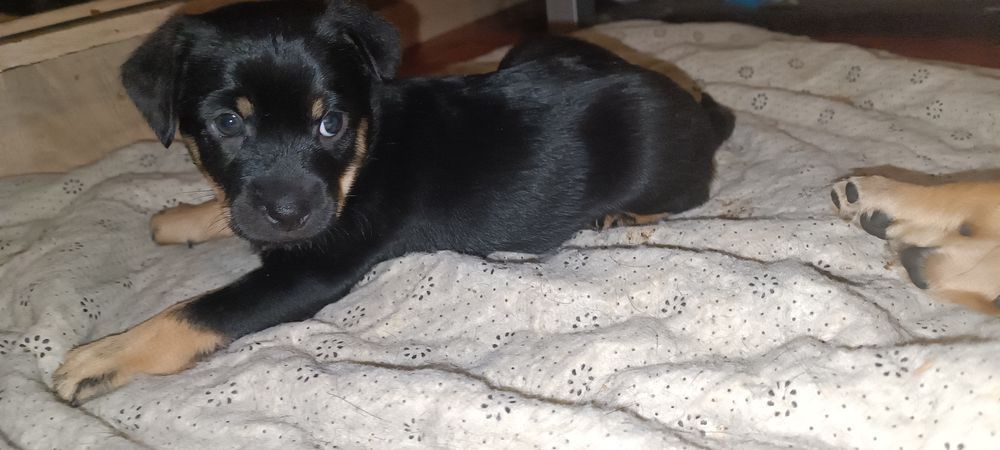 Oddam 1,5 miesięczną suczkę w dobre ręce