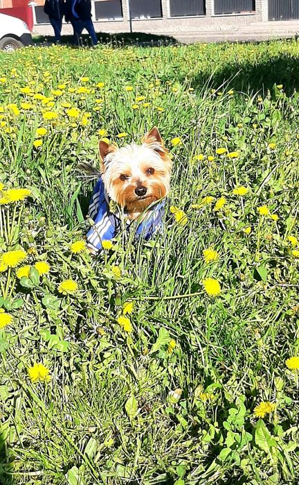 Йоркширский терьер мальчик приглашает на вязку
