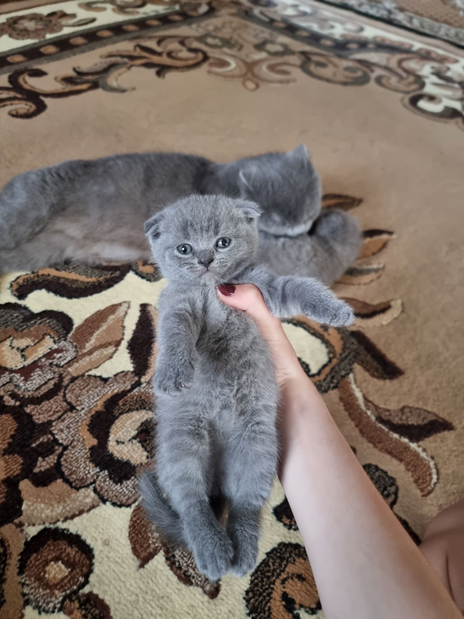 Кошенята Британські та шотландські!