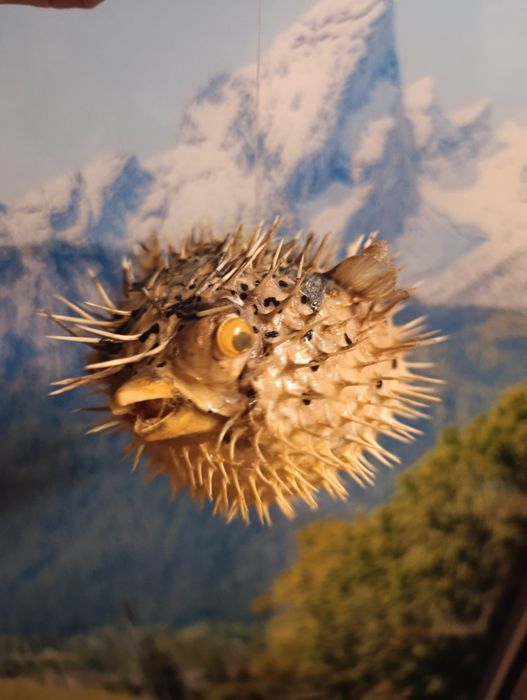 Фугу , рыба еж , сувенир