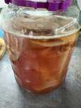 Grzyb SCOBY | Kombucha starter