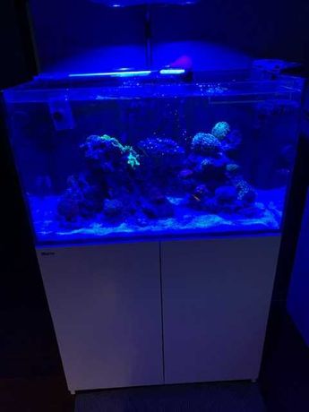 Akwarium Red Sea Reefer 250 z życiem i gratisy