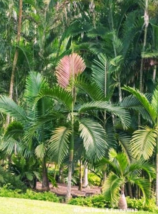 Exuberante Palmeira Lança Chamas, Chambeyronia macrocarpa